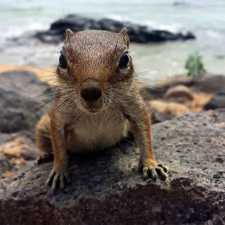 Apartman C16 Oasis - - Glasfaserinternet *